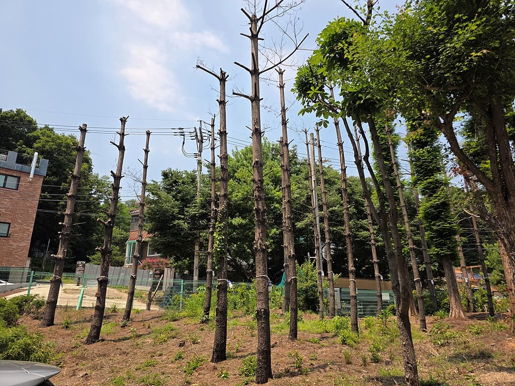 강전정이 부른 침묵 — 학교 수목 진단 현장
